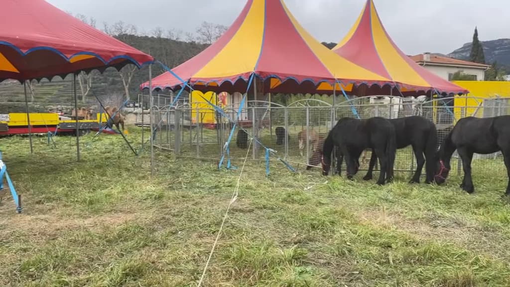 Cirque Zavatta à Nice la métropole saisit la justice et demande l