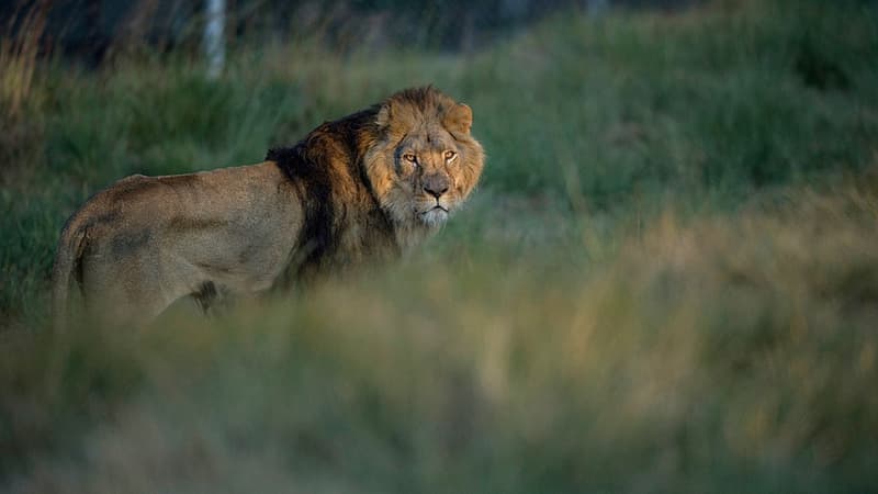 A New York, le zoo du Bronx porte plainte contre une femme qui s'est ...