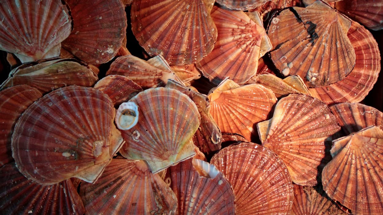 La coquille SaintJacques a jusqu